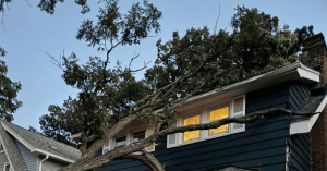 Large maple tree being pruned by an arborist in Michigan to prevent storm damage
