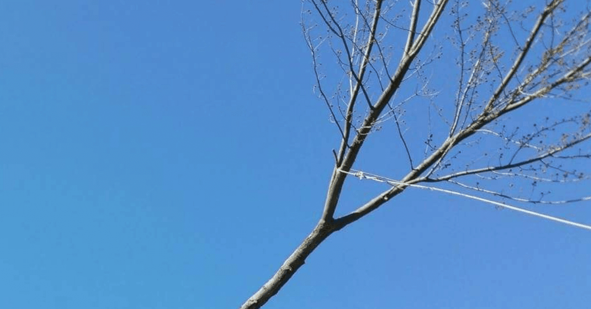 Emergency Tree Service in Livonia, MI You Can Rely On