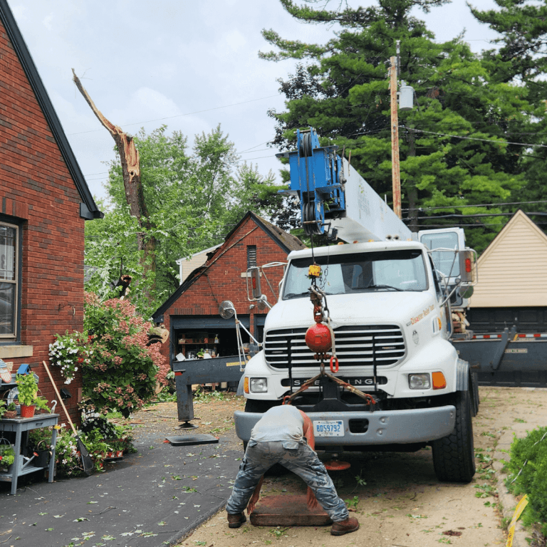 Tree cabling and bracing for weak branches in Farmington Hills, MI