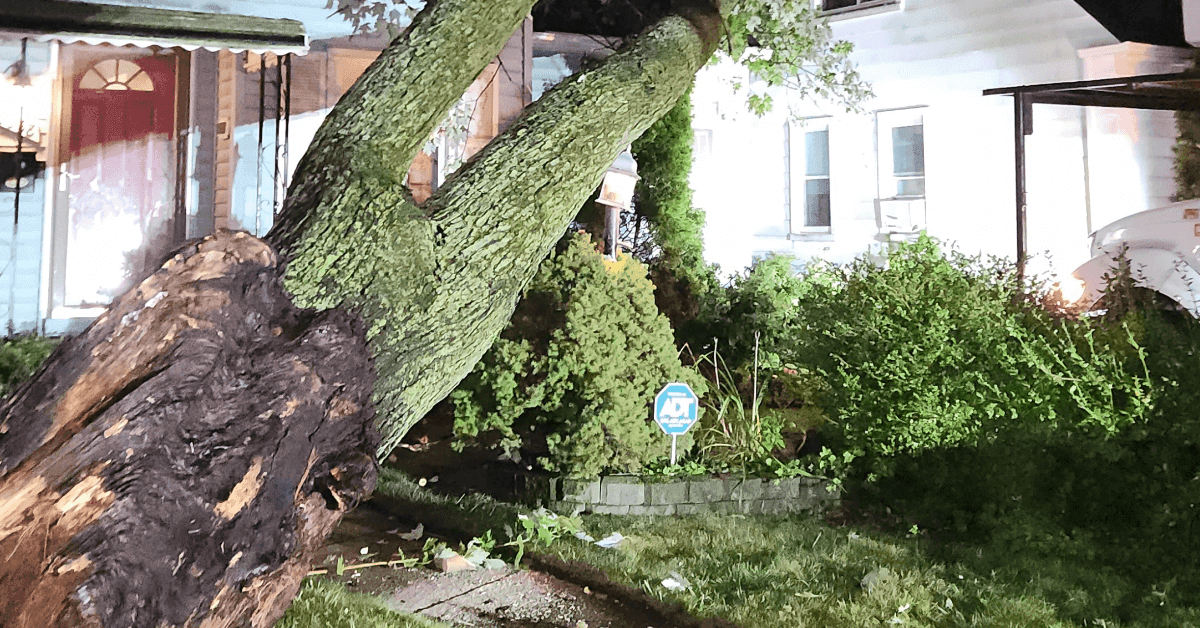 Tree Service Livonia, MI