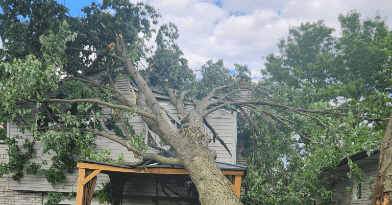 Storm-prone tree leaning after high winds in a Howell, Michigan yard