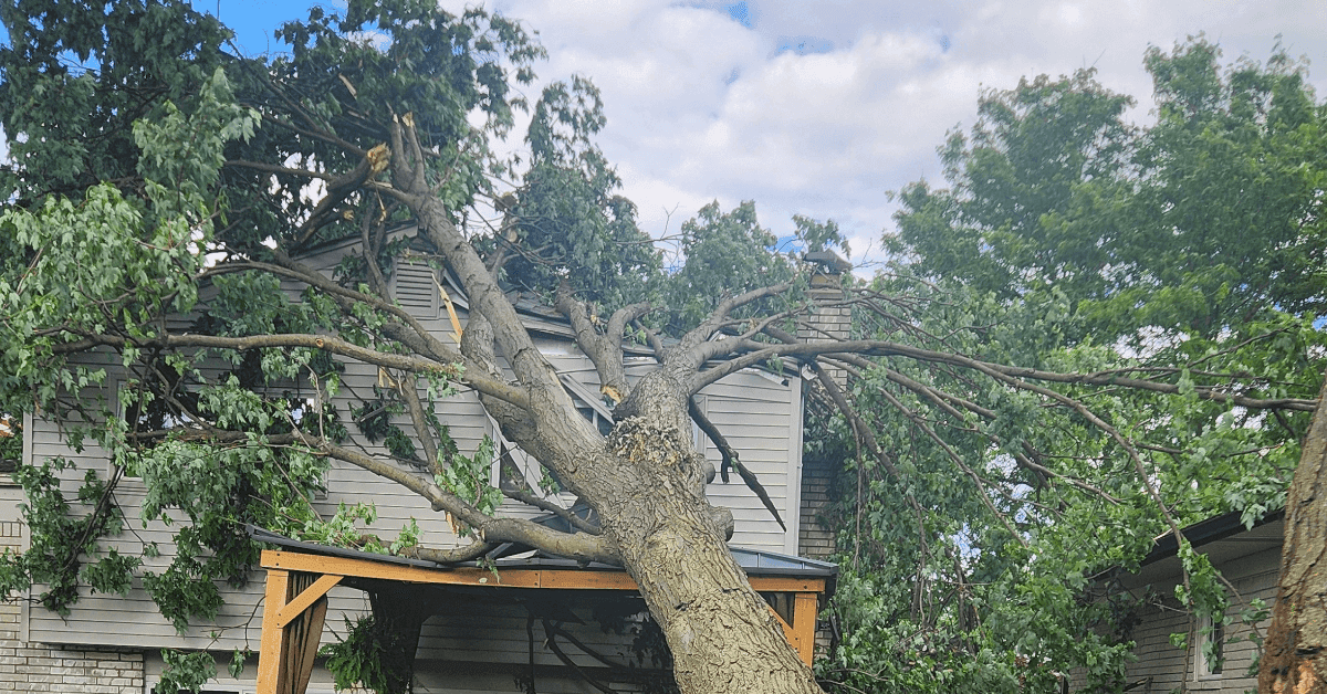 Storm-prone tree leaning after high winds in a Howell, Michigan yard