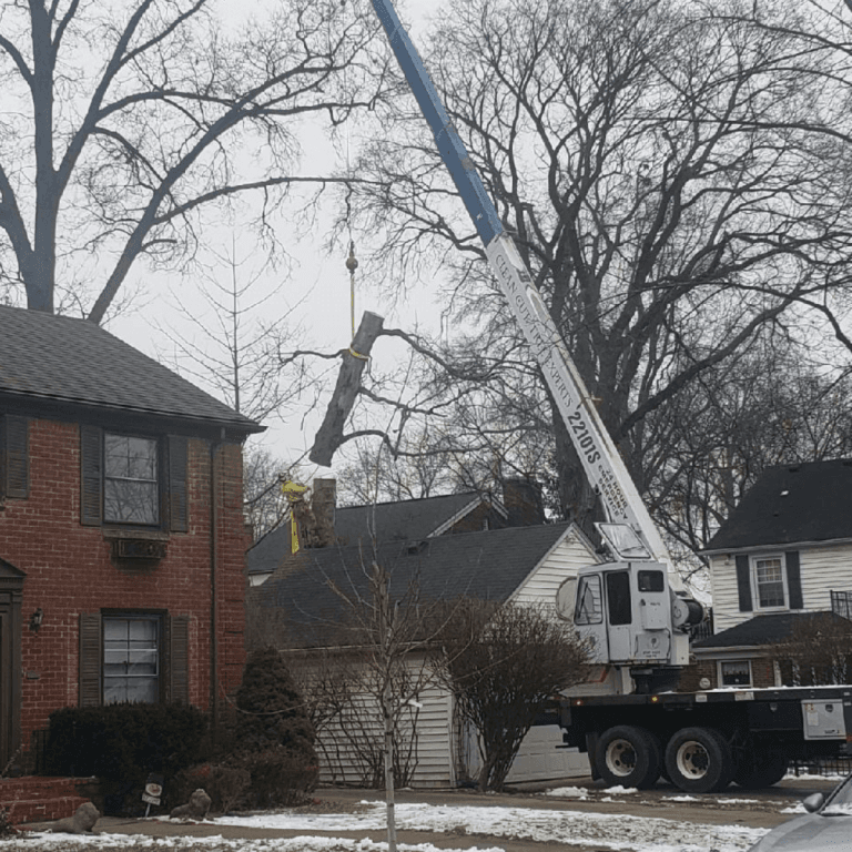 Certified arborist trimming branches in a Novi backyard