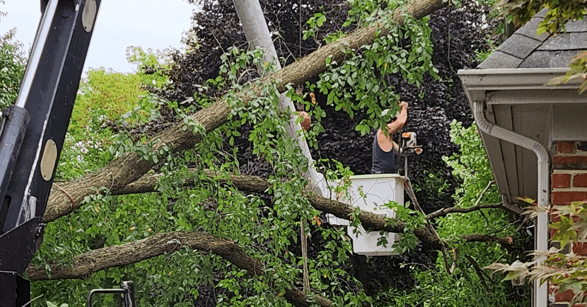 Arborist performing tree removal on historic Franklin, MI property