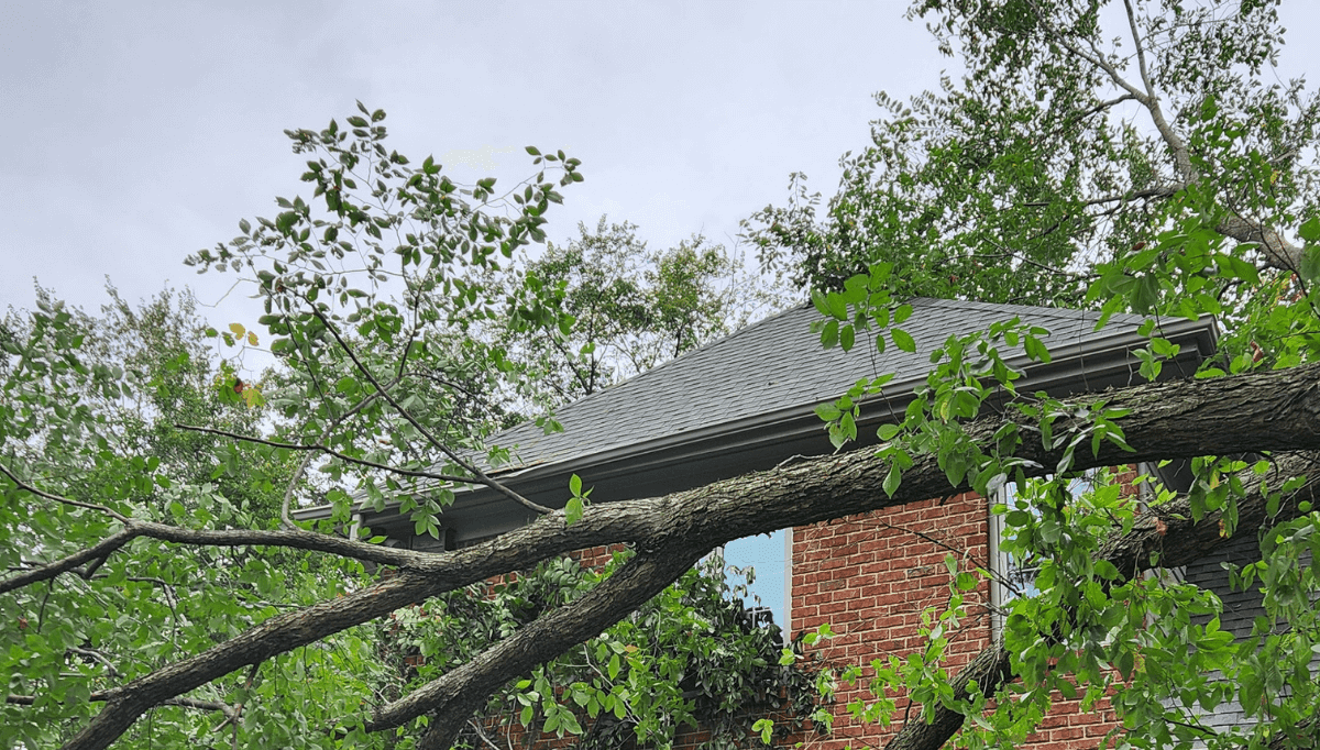 Safeguard Your Home, Neighborhood, and Trees from Michigan’s Harsh Weather