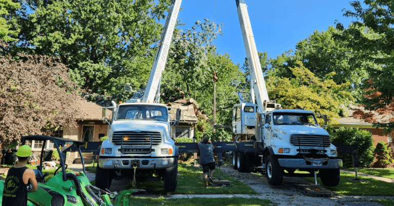 Arborist cutting down a tree in a Southfield, MI residential yard