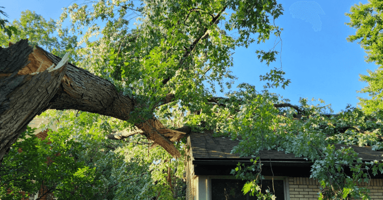 : Fallen tree in Livonia, MI emergency cleanup and removal