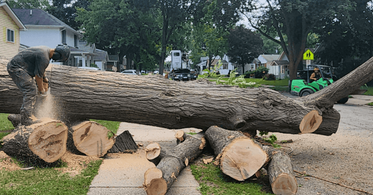 Arborist cutting down a tree in a Southfield, MI residential yard