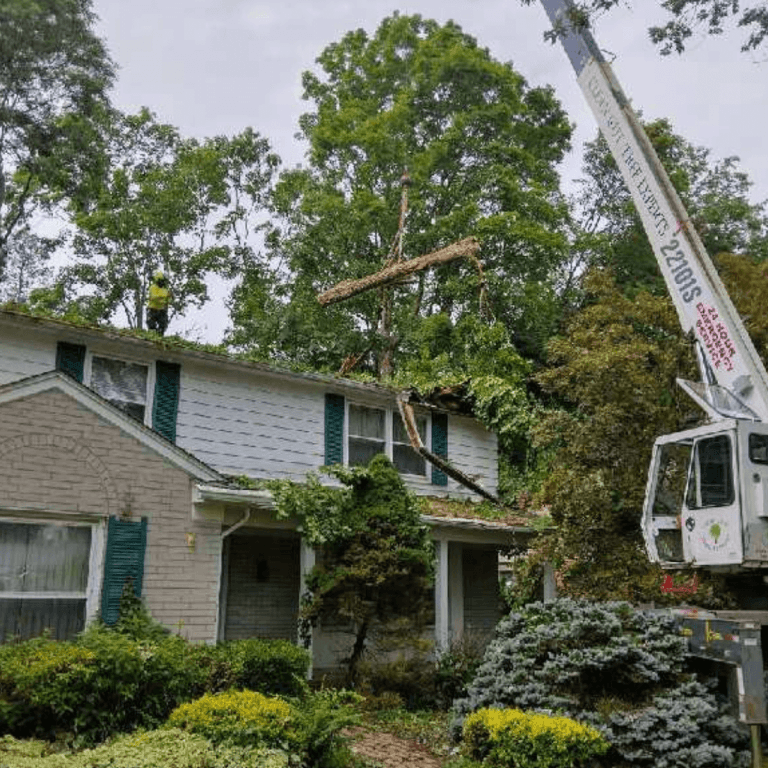 Tree removal crew cutting down a large oak in Farmington Hills, MI