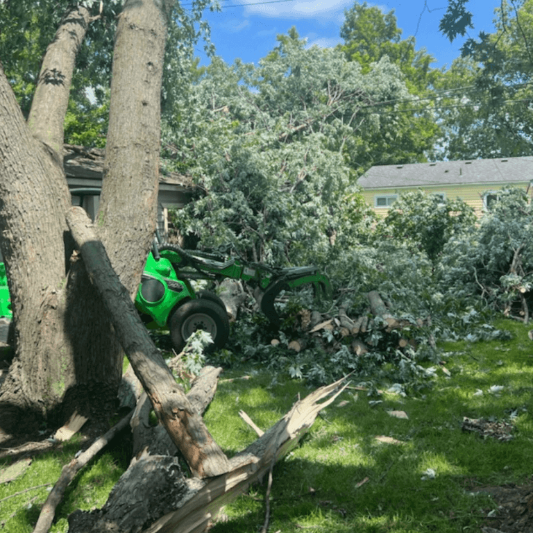 Stump grinding service after tree removal in Livonia, Michigan