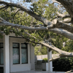 Tree expert pruning storm-damaged branches after heavy winds in Farmington Hills, MI