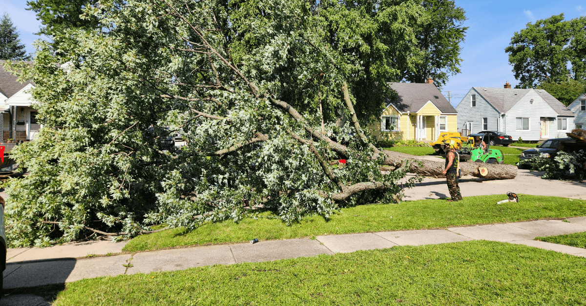 Professional tree removal service in Southeast Michigan