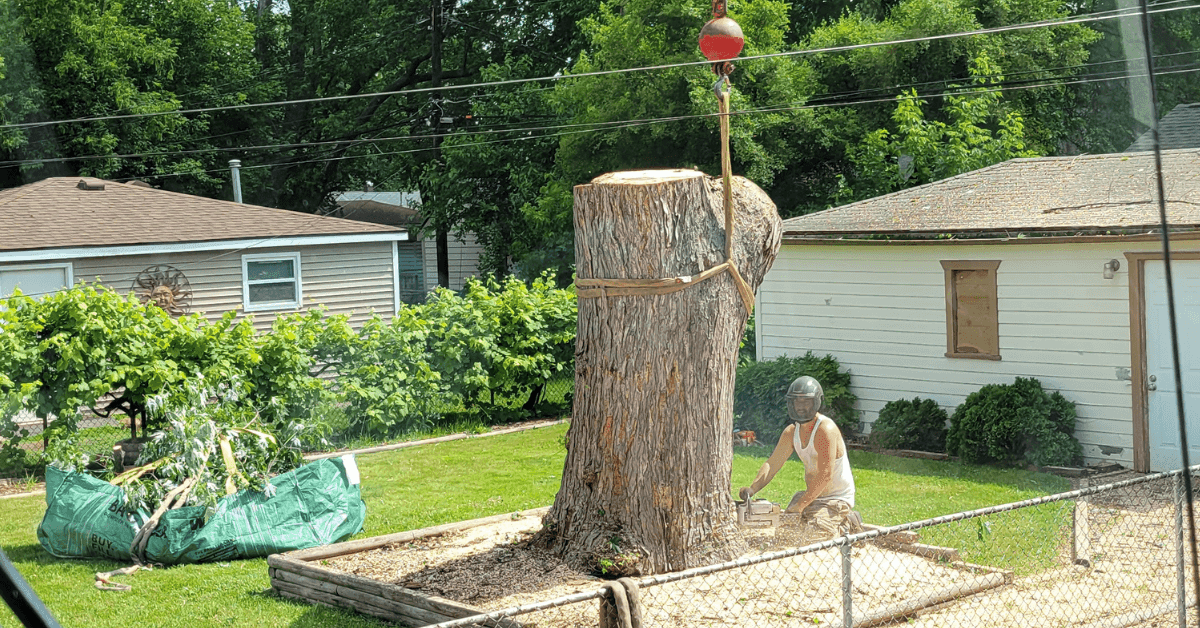 Tree Removal Cost in Farmington Hills
