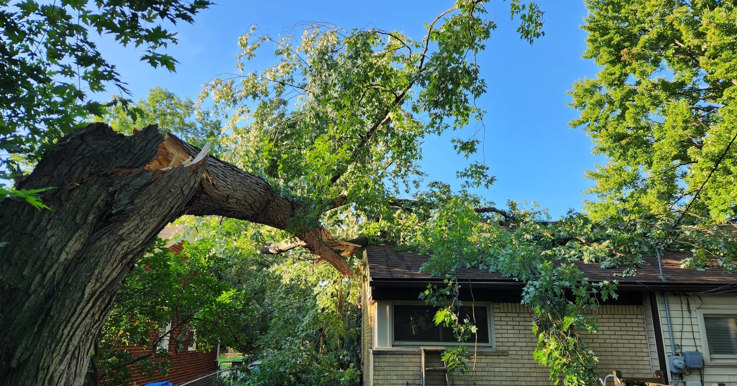 How to Know When It’s Time for Tree Removal in Novi, MI