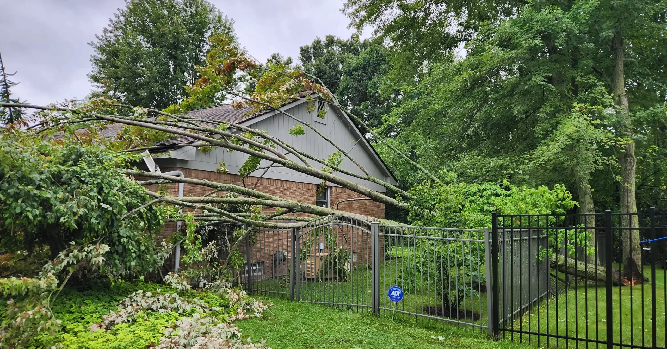 Overhanging tree branches crossing a fence between two homes