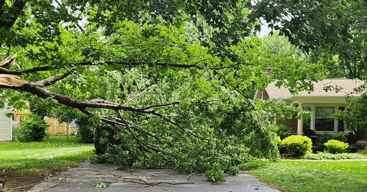 Does Homeowners Insurance Cover Fallen Trees in Michigan?