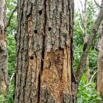 Emerald ash borer damage on an ash tree in Southeast Michigan