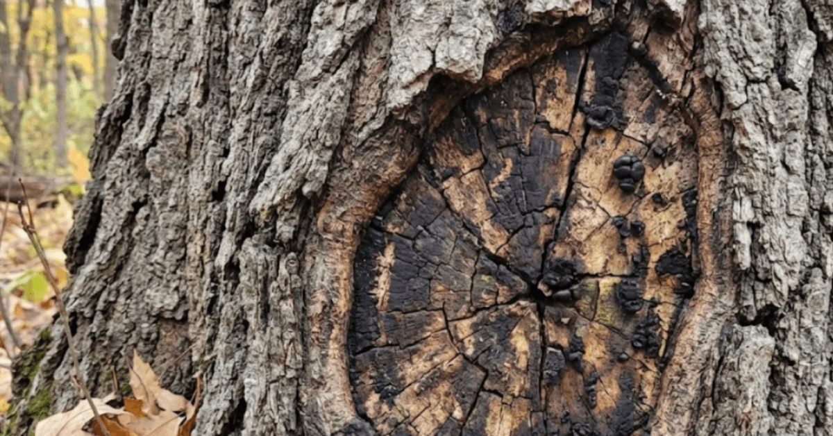 Tree expert pruning a diseased maple branch to prevent spread in Farmington Hills, MI