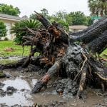 tree root failure caused by excessive water saturation