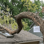 tree branches hanging over the residential roof, causing structural risk