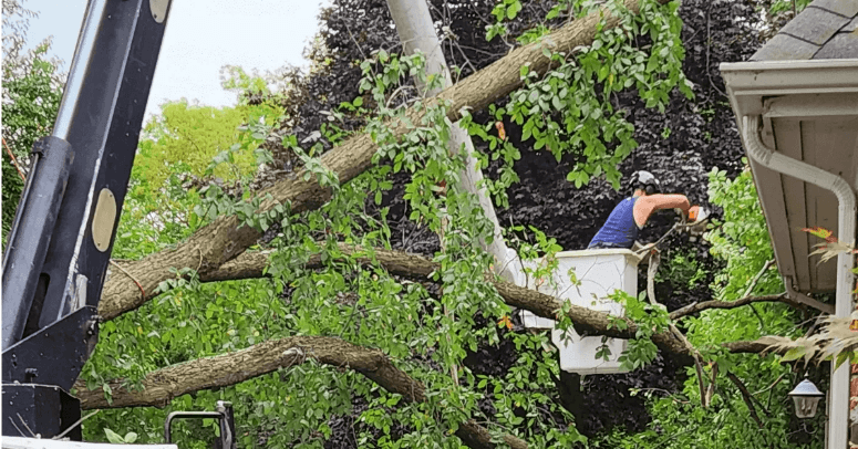 Arborist performing structural pruning on a young maple tree in Southeast Michigan.