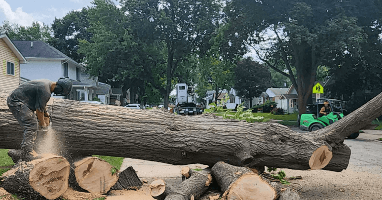 Arborist cutting a large oak tree during fall in Southeast Michigan for safe removal.