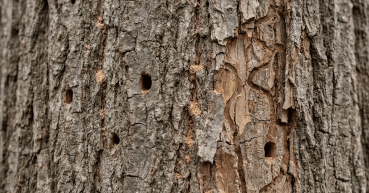Close-up of D-shaped exit holes and bark splitting from Emerald Ash Borer infestation