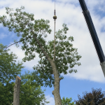 Crane-assisted large tree removal near a home in Farmington Hills Michigan