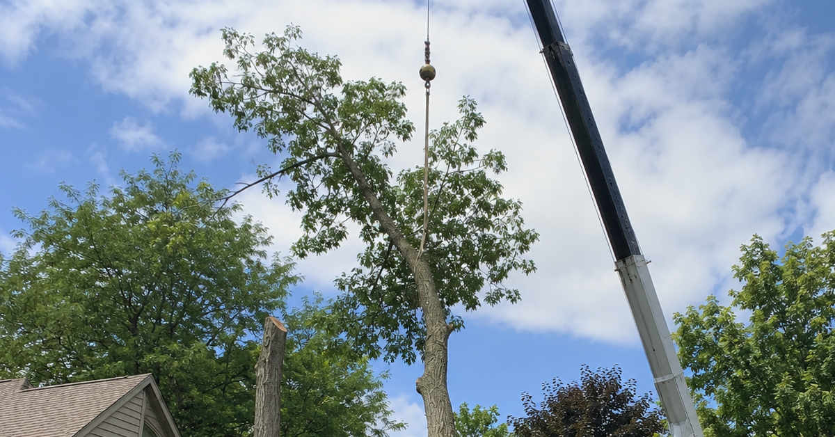 Crane-assisted large tree removal near a home in Farmington Hills Michigan