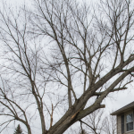 Dangerous leaning tree near a home in Southeast Michigan awaiting removal