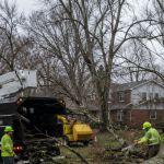 Emergency tree crew removing a fallen oak after a storm in Livonia Michigan