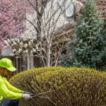 Professional shrub pruning in a Southeast Michigan residential garden during early spring