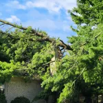 Emergency Tree Removal for HOA Communities Across Southeast Michigan