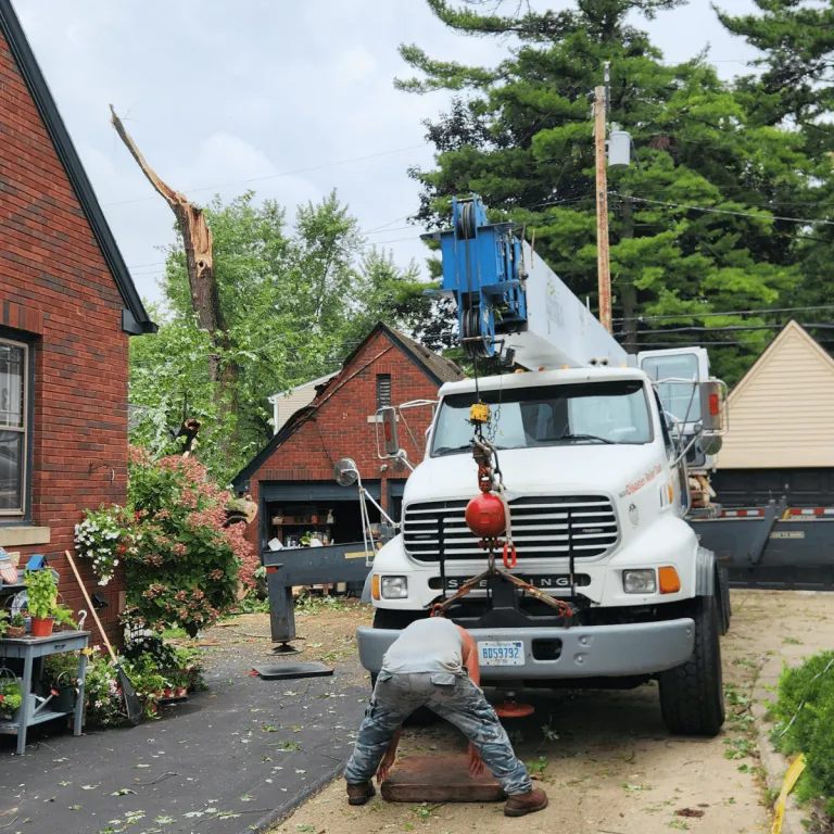 Tree cabling and bracing for weak branches in Farmington Hills, MI