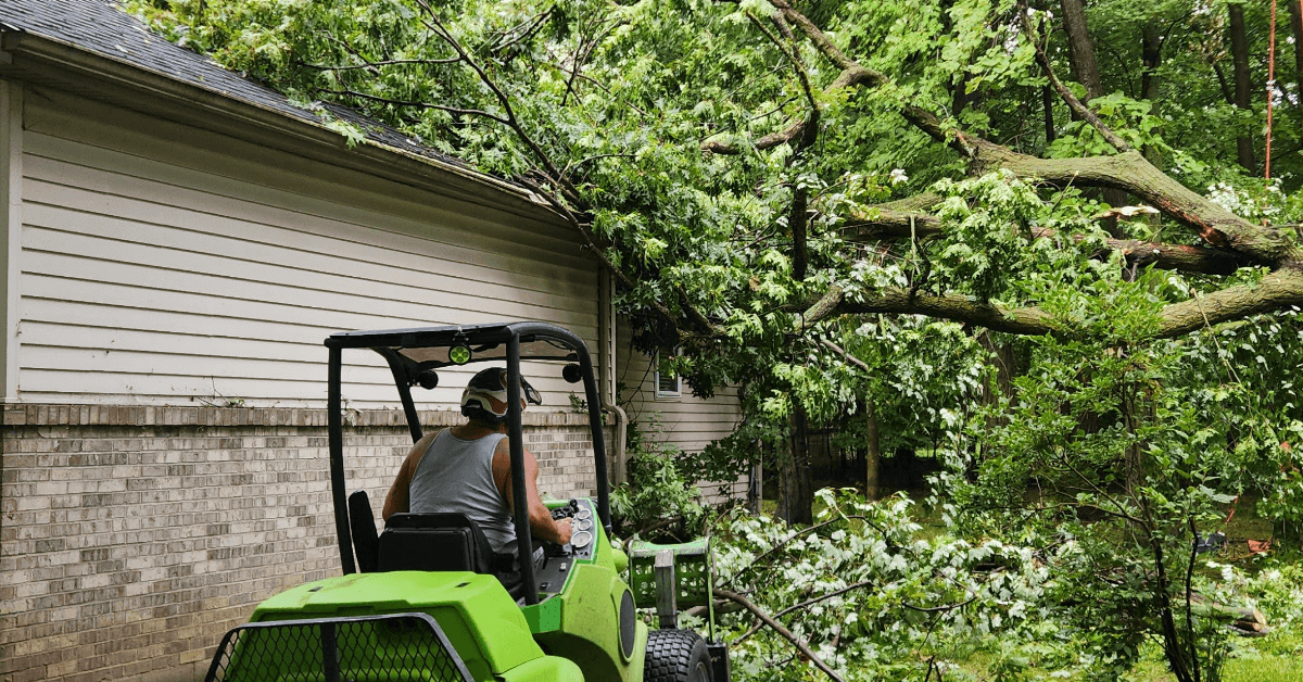 Professional stump grinding after tree removal in Farmington Hills Michigan
