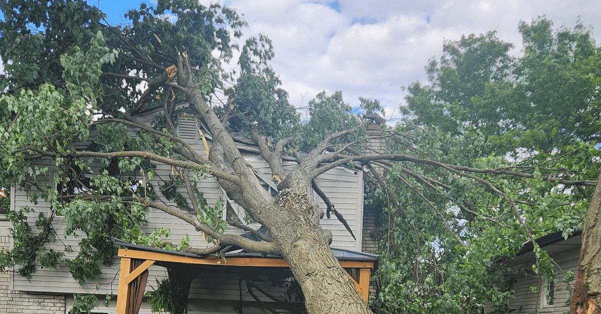 Storm-prone tree leaning after high winds in a Howell, Michigan yard