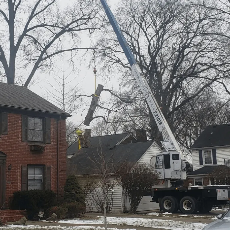 Certified arborist trimming branches in a Novi backyard