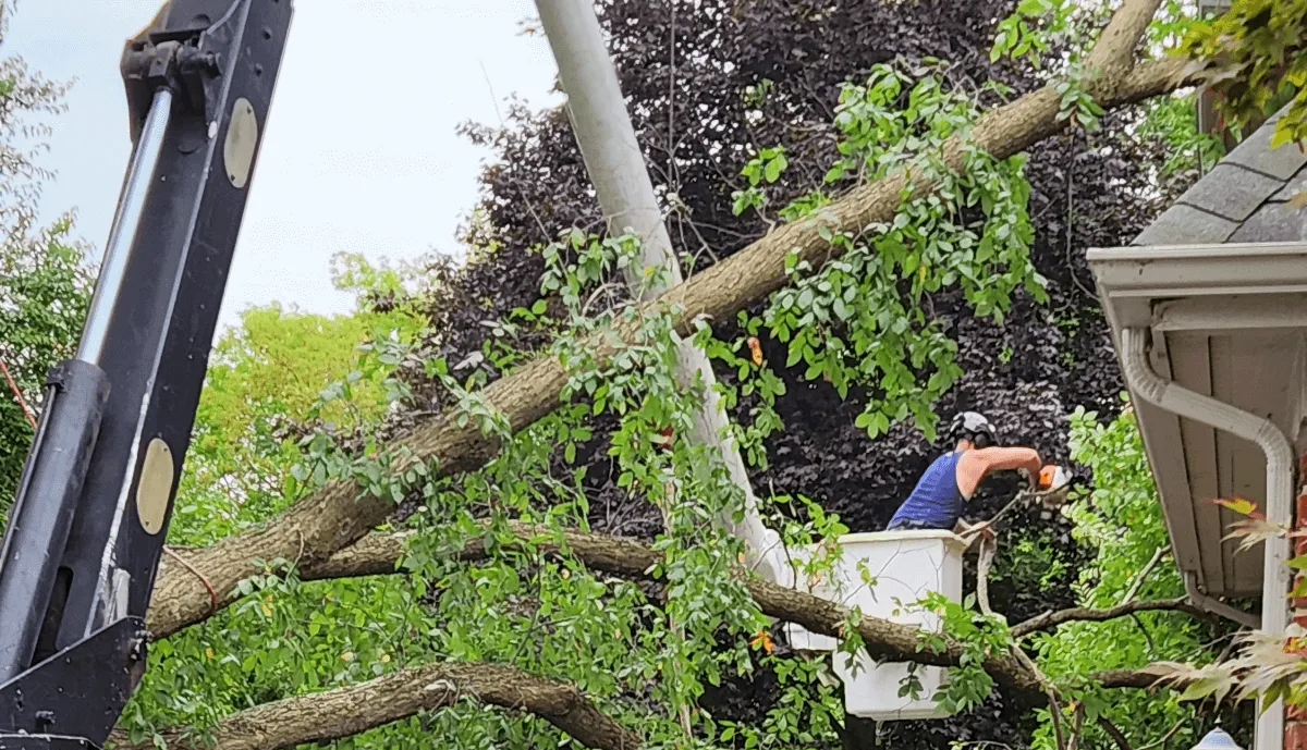 Qualified arborist pruning a maple tree in Southeast Michigan