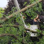 Arborist performing tree removal on historic Franklin, MI property