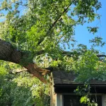 : Fallen tree in Livonia, MI emergency cleanup and removal