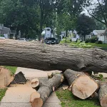 Arborist cutting down a tree in a Southfield, MI residential yard