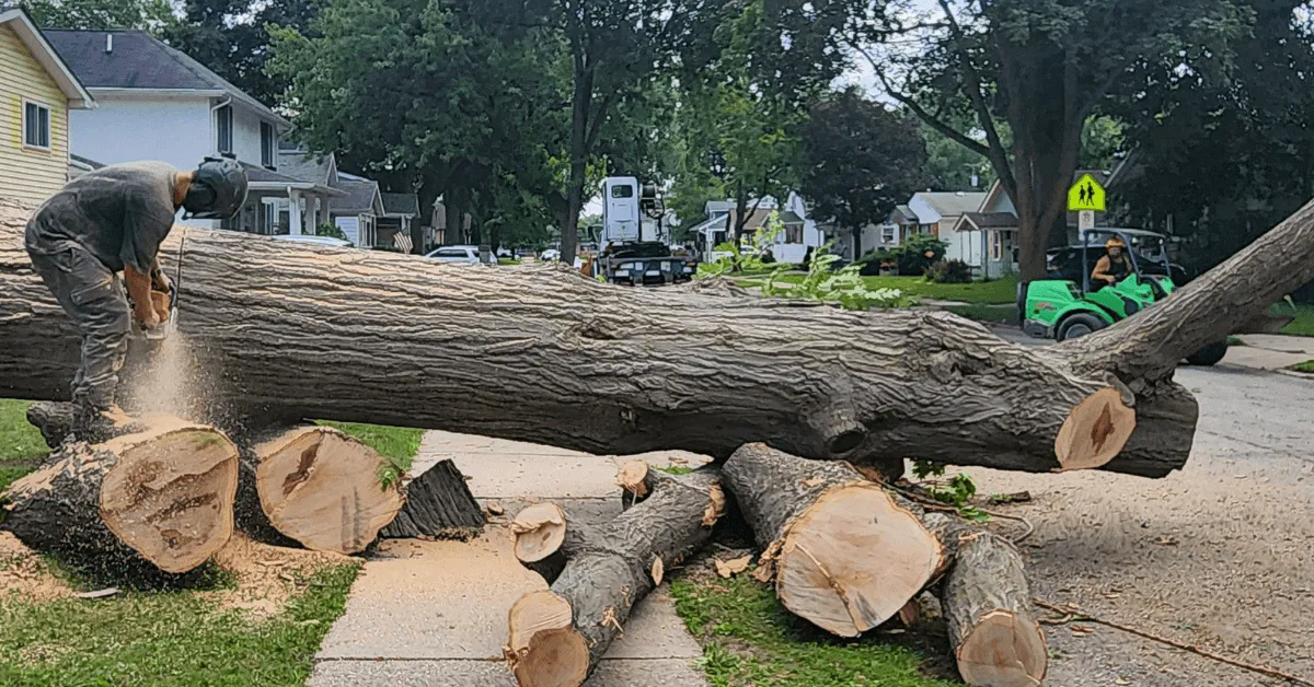 Arborist cutting down a tree in a Southfield, MI residential yard