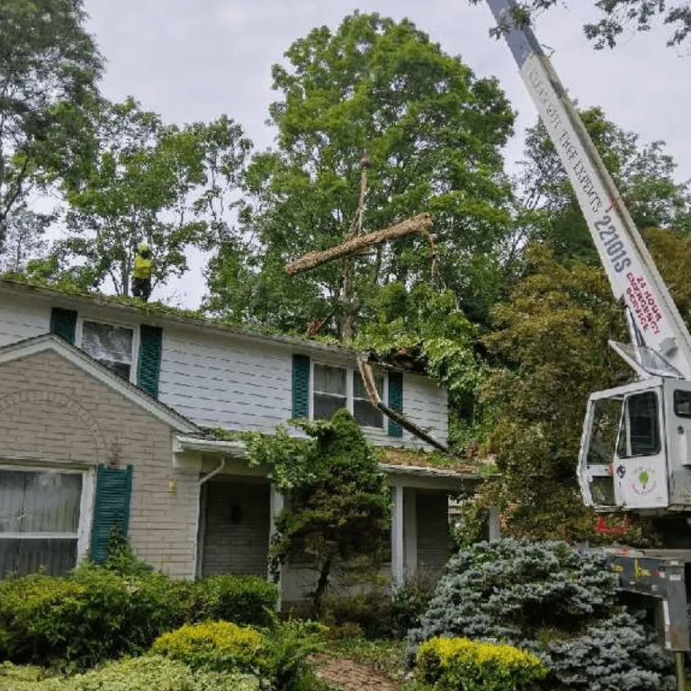Tree removal crew cutting down a large oak in Farmington Hills, MI