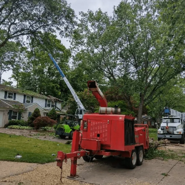 Arborist inspecting diseased tree for removal in Southeast Michigan
