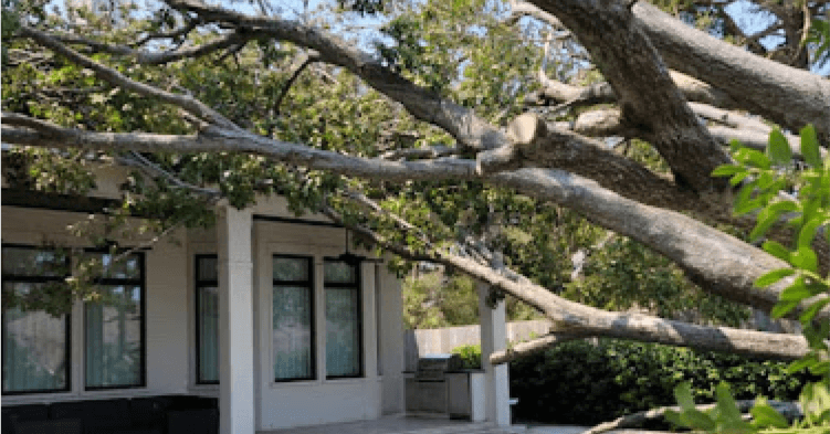 Tree expert pruning storm-damaged branches after heavy winds in Farmington Hills, MI