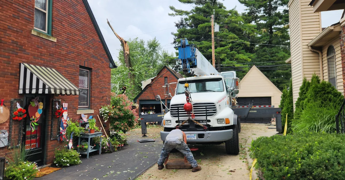Shrub Removal Trimming