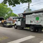 Tree Service Near Me