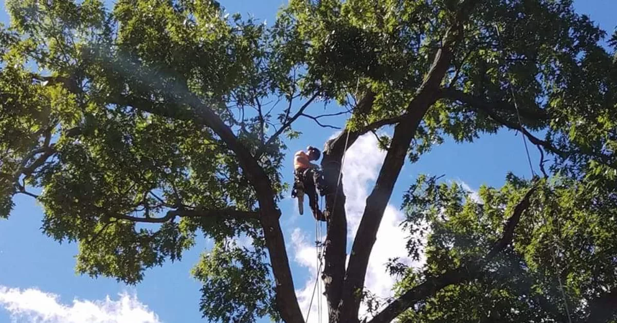 Tree Trimming Pruning