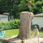 Tree Removal Cost in Farmington Hills