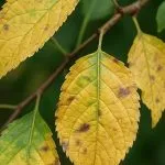 Tree with yellowing leaves showing early nutrient deficiency in a Michigan yard